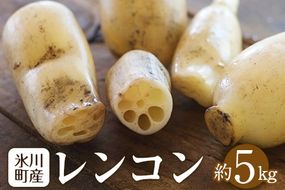 レンコン 約5kg 熊本県氷川町産 道の駅竜北《11月下旬-3月末頃出荷》 蓮根 根菜 きんぴら 熊本県氷川町---sh_cmitiren_cf113_r7_16500_5kg---