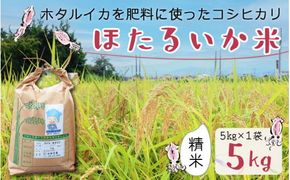 【訳あり】ほたるいか米（精米５kg）【通年発送】