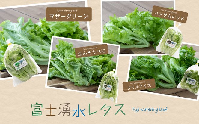 BB021　リーフ野菜8種類詰合せセット