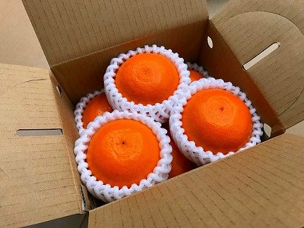 甘っ子 小玉 ハウス せとか 9玉入 手さげ箱 南泰園   BS172