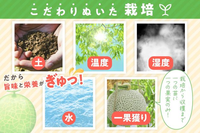 【先行予約／数量限定100】ゆめろんファームの青肉メロン（訳あり品）（2026年6月上旬～発送）　DE00156