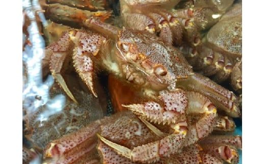 【令和8年発送】三陸産！活毛ガニ 600g×1杯【2026年2月〜4月発送】【配送日指定不可】【0tsuchi01041】【08】