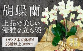 C008 ☆金賞受賞☆超希少！イエロー胡蝶蘭’日の出’小 ミディサイズ（3本立）