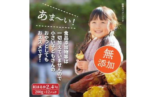 長期熟成！極甘しっとり焼いも/紅はるか2.4kg_1783R