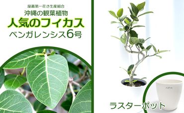 ★『沖縄の観葉植物』人気のフィカス ベンガレンシス6号 ラスターポット