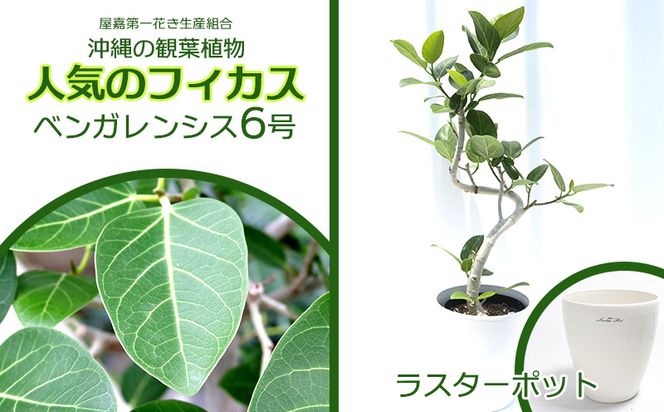 ☆【沖縄の観葉植物】人気のフィカス ベンガレンシス6号 ラスターポット インテリアグリーン ゴムの木 ゴムノキ ガーデン 風水 鉢植え 癒し 成長記録  趣味 専門店 生活 オフィス おすすめ 暮らし おしゃれ 南国 日光 水やり お祝い 送料無料（沖縄県金武町） | ふるさと ...