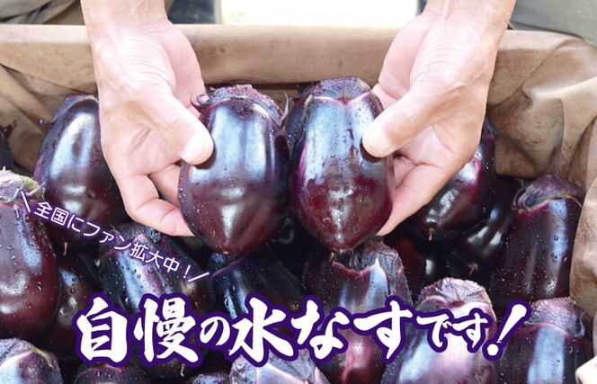 010B1061 泉州 水なす 12個【ハウス栽培 新鮮 野菜 泉佐野産 茄子 数量限定】 