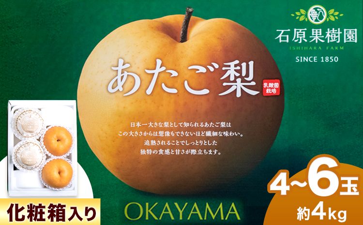 [2024年先行予約]梨 あたご梨 4 〜 6玉 計4kg 化粧箱 石原果樹園 [2024年11月下旬-12月下旬頃より発送予定]岡山県 浅口市 フルーツ 果物 ギフト 贈り物 国産 岡山県産 送料無料---124_585_11g12g_24_19500_4