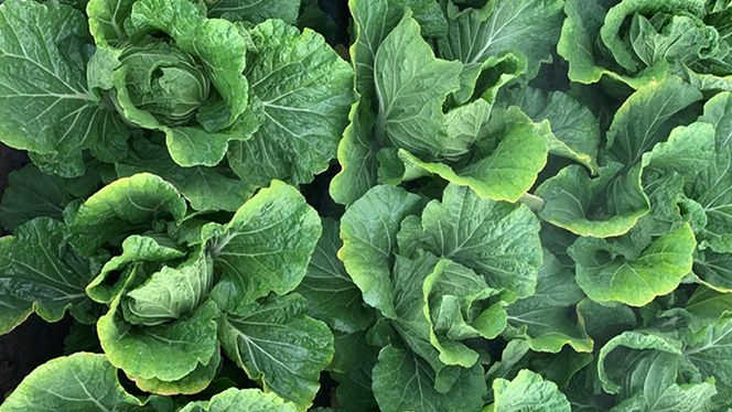 【国産素材】生産量日本一！総重量1250g！ 八千代町の白菜を使った ジューシー白菜餃子 50個（冷凍）ぎょうざ 冷凍餃子 惣菜 中華 点心 お取り寄せ ギョーザ ギョウザ 小分け おつまみ [BN005ya]