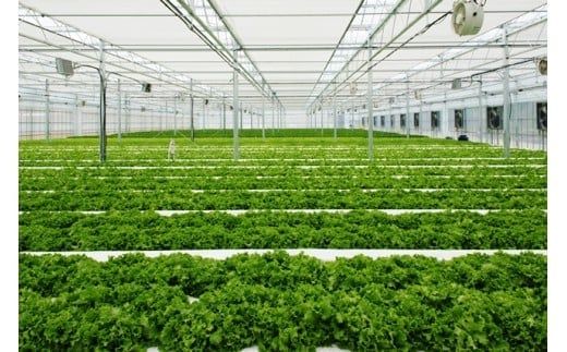 くにさき太陽のレタス4月から半年間定期便/計6回発送_1686R