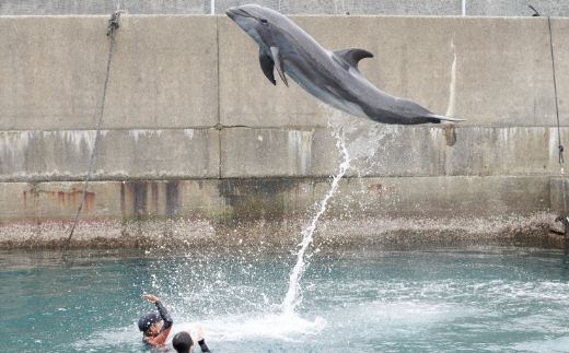 ドルフィンスイム３名（中学生以上） dr018