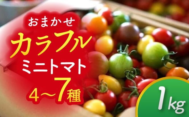 【先行予約】いろどりあざやか カラフルミニトマト 1.0kg　野菜 ミニトマト サラダ 愛西市/株式会社石原農園[AEBG001]