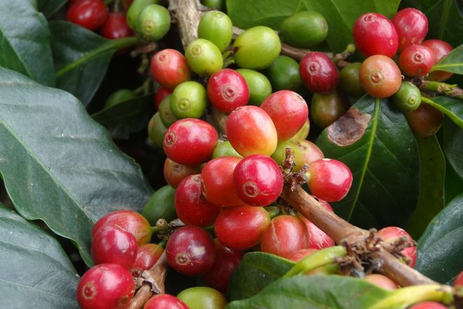 コーヒー 豆 プレミアムアイスコーヒー 500g×2袋 計1kg [ゴールド珈琲 大阪府 守口市] [2261]