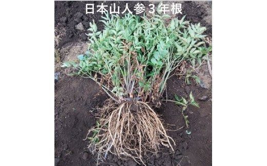 【F09002】日本山人参（ヒュウガトウキ）粉末　本場大分県産