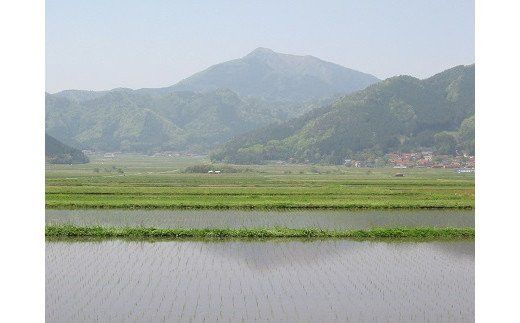 C117 維新の一粒5kg×2袋（白米）