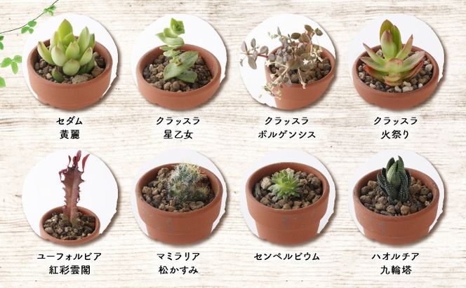【初心者におすすめ】多肉植物の小苗１０本セット（１０種類アソート） 5000円 可愛い ミニサイズ 人気 オススメ 趣味 インテリア ナチュラル 自然 風水 緑 かわいい 初心者 おすすめ 送料無料　sh005