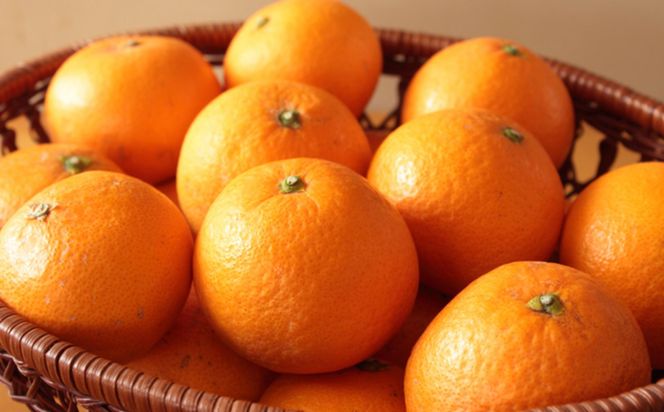 【濃厚】農家さん直送の清見オレンジ 約5kg（サイズおまかせ・秀品）★2025年2月上旬頃より順次発送    BZ121