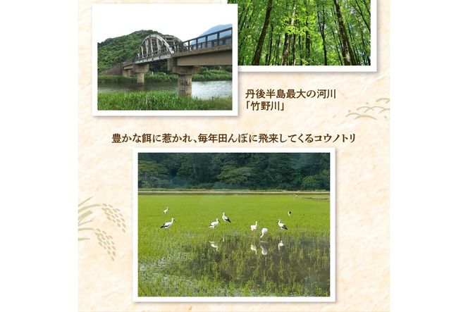 令和7年産 特別栽培米コシヒカリ 丹後椿（京丹後森本産） 5kg　AG00021