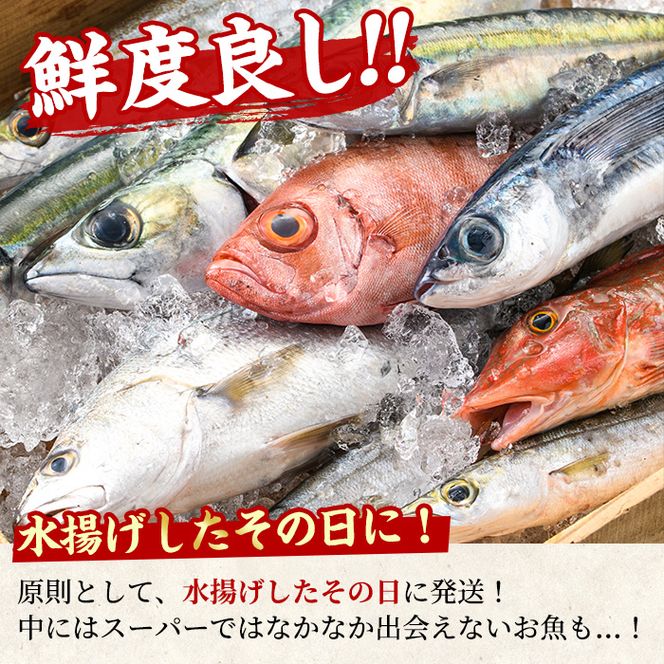 【0301101b】＜定期便・全2回(4月・5月)＞「春の鮮魚BOX」朝獲れ発送！鮮魚問屋が厳選したおまかせ鮮魚(約2kg程度×2回) 魚 魚介類 鮮魚 海鮮 詰め合わせ セット 刺身 天ぷら 煮つけ 塩焼き【江川商店】