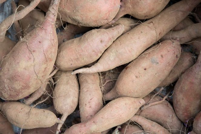 千葉県産 さつまいも 苗 安納芋 1000本 【公式通販】