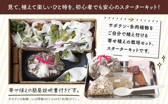 サボテン多肉植物の小苗アソートセットＷーＳ（棘なし） 寄せ植え説明 