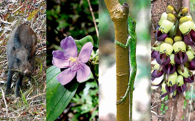 沖縄県北部やんばる・ガジュマルの王様に会いに行こう♪【2名様】