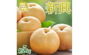 【先行予約限定】 茨城県産【新興梨】約5kg【茨城県共通返礼品　かすみがうら市産】※2025年10月中旬～12月下旬頃に順次発送予定 ※離島への配送不可