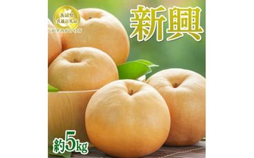 【先行予約限定】 茨城県産【新興梨】約5kg【茨城県共通返礼品　かすみがうら市産】※2024年10月上旬～11月上旬頃に順次発送予定 ※離島への配送不可