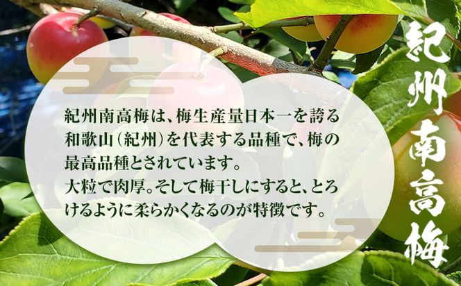 訳あり 紀州南高梅 くずれ梅 はちみつ味 1.6kg 農林水産大臣賞受賞《30日以内に出荷予定(土日祝除く)》ウェブセラータクティクス 和歌山県 日高川町 梅干し 塩分 8％ 漬け物 ごはんのお供 白ごはん 訳あり梅干し うめぼし---wshg_wst24_30d_25_14000_1600g---