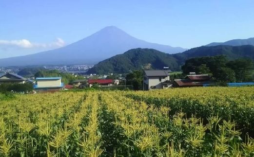 ＜2026年先行予約＞【富士山の麓で育つ】富士河口湖町産 Inakakaraとうもろこし「ゴールドラッシュ」6本入 FBA004