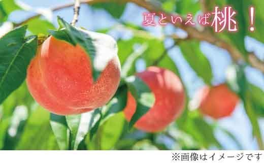 品種おまかせ！旬の桃 大玉4個（約1.2kg） (白鳳、又は白桃系品種)《信州うちやま農園》■2024年発送■※7月下旬頃～9月中旬頃まで順次発送予定