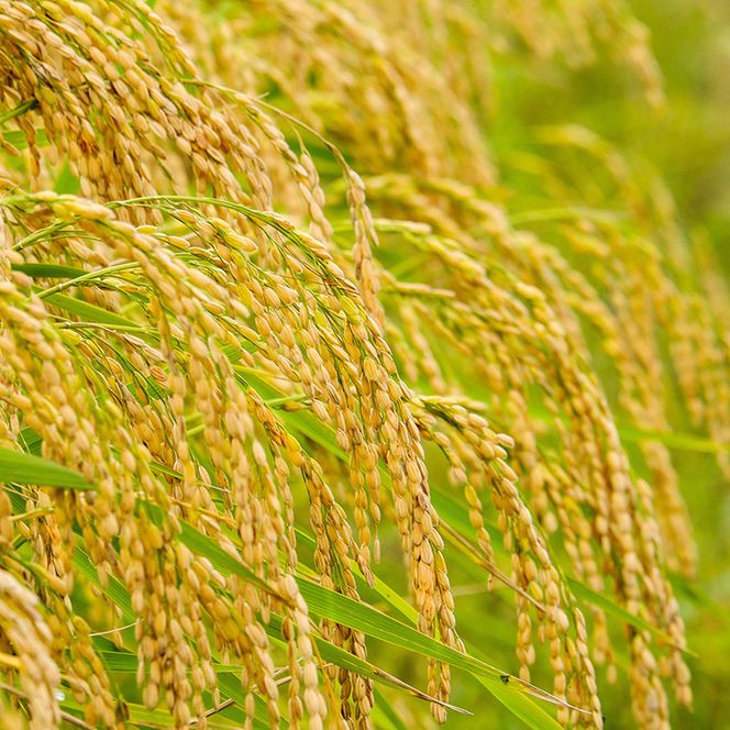 翁鶴　純米大吟醸1.8Lセット◇