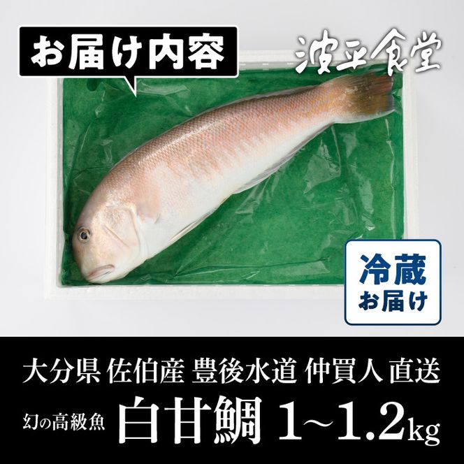 白甘鯛 幻の 高級魚 (1尾・1-1.2kg) 魚 鮮魚 甘鯛 冷蔵 シロ アマダイ 鯛 高級 大分県 佐伯市 【FZ007】【波平食堂】