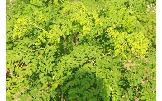 【沖縄ウスリファーム】モリンガタブレット6袋