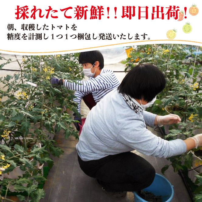 赤崎元服トマト フルーツトマト 500g 野菜 ミニトマト [kata003]	