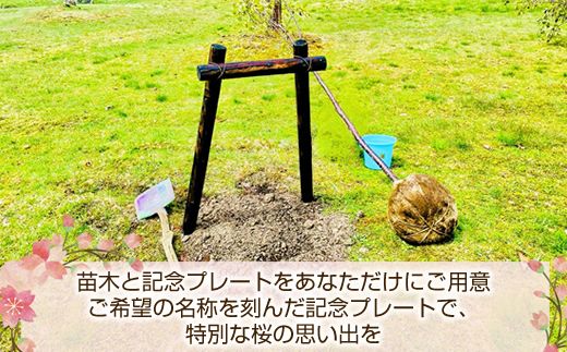 北海道釧路町の桜の木(1本)のオーナー権及びオーナー証＜植樹開催＆プレートお届け時期：2026年5月ごろ＞ | 北海道 釧路町 別保公園 桜の木 桜の苗 桜の苗木 桜 さくら 自然 保護 植樹体験 体験型 体験 体験型 北海道 先行予約 結婚 誕生 就職 退職 記念 想い出 北海道 釧路町 釧路超 特産品　121-1932-001