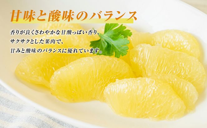 数量限定 八代市特産 晩白柚 Lサイズ 2玉 ばんぺいゆ 柑橘 フルーツ くだもの 旬 熊本県産 九州