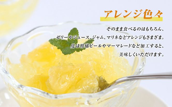 数量限定 八代市特産 晩白柚 Lサイズ 2玉 ばんぺいゆ 柑橘 フルーツ くだもの 旬 熊本県産 九州