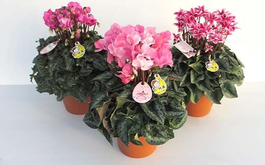 シクラメン6号鉢（18cm） ますだ農園【お届け：11月～12月】 F4N-1399