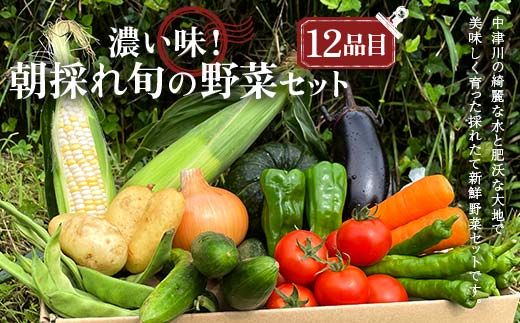 ＜奇数月6回定期便＞濃い味！朝採れ旬の野菜セット【12品目】 F4N-1623