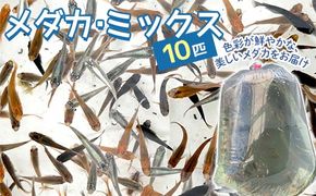 メダカ・ミックス 10匹 F4N-1708