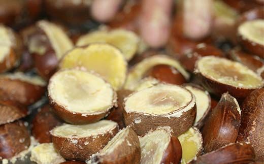 ＜加子母の里 仁太郎＞栗きんとん10個入 栗 くり 栗きんとん おやつ 菓子 和菓子 デザート スイーツ F4N-1778