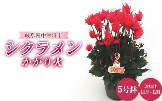 シクラメンかがり火 5号鉢 シクラメン ますだ農園 花 植物