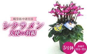 シクラメン 天使の羽根 5号鉢 ますだ農園 花 植物 フラワー F4N-1795