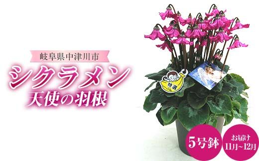 シクラメン 天使の羽根 5号鉢 ますだ農園 花 植物 フラワー F4N-1795