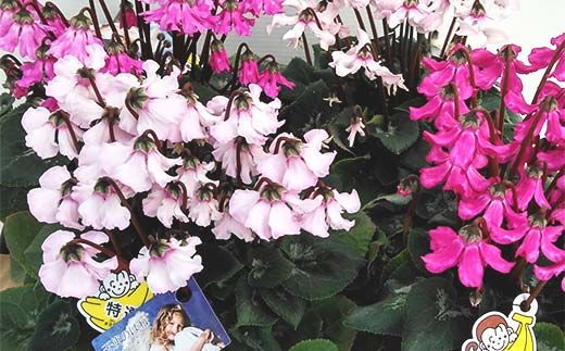 シクラメン 天使の羽根 5号鉢 ますだ農園 花 植物 フラワー F4N-1795