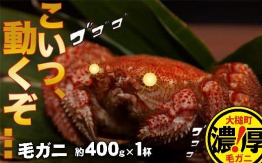 [令和8年発送]三陸産!活毛ガニ(400g×1〜100杯)[2026年2月〜4月発送][配送日指定不可][0tsuchi00555][08]