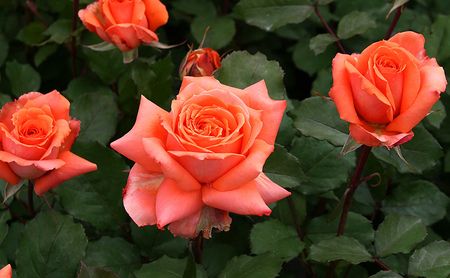 バラ鉢植え「マドモアゼルマイコ」 SWBD004