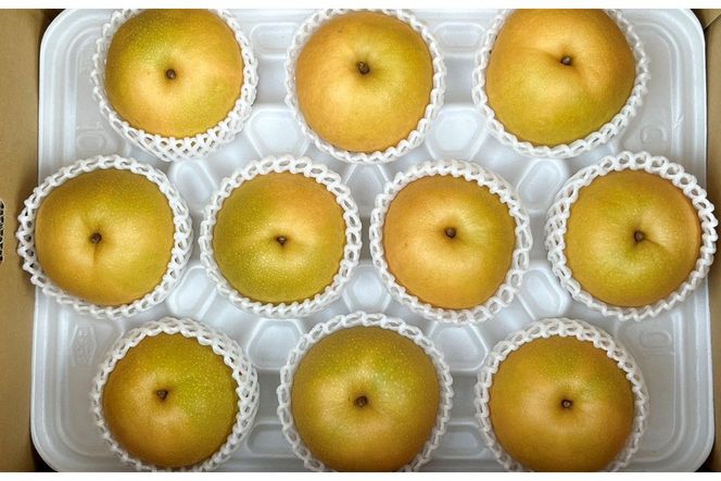 【先行予約／数量限定80】京丹後産 新興梨 大玉 5kg（6～10玉入り）（2026年10月上旬～発送）　国産 期間限定 デザート 甘い ジューシー ふるさと 納税 梨 なし ナシ ふるさと 納税 先行予約 期間限定 フルーツ　HF00013