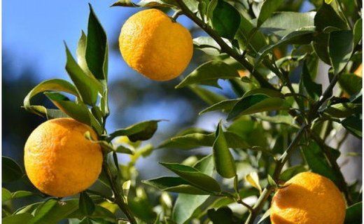 ［厳選］有田産のじゃばら果実約3kg   	BZ023